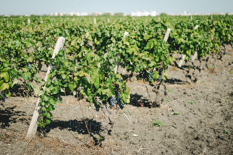 primitivo di manduria - vigneto