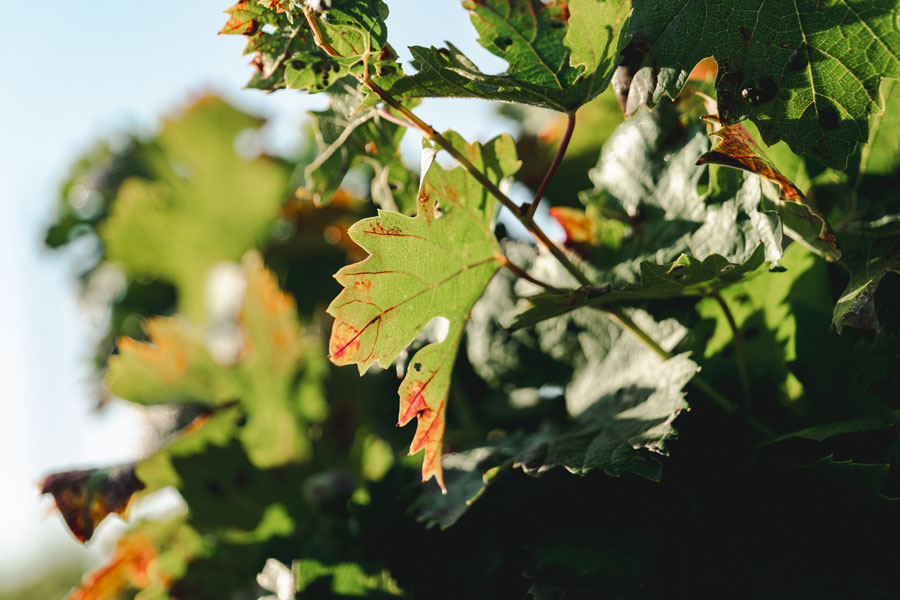 primitivo di manduria - 1