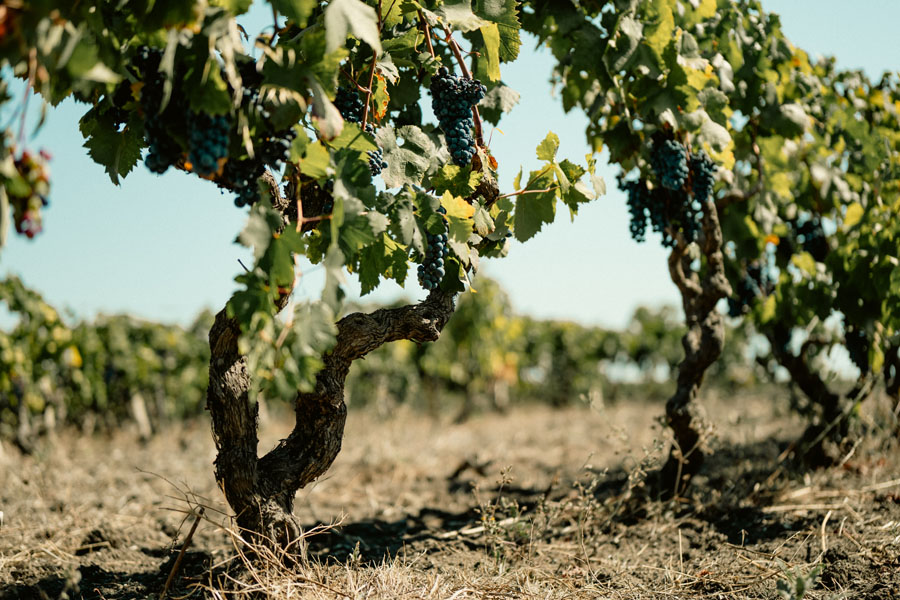 primitivo attanasio - alberelli 2