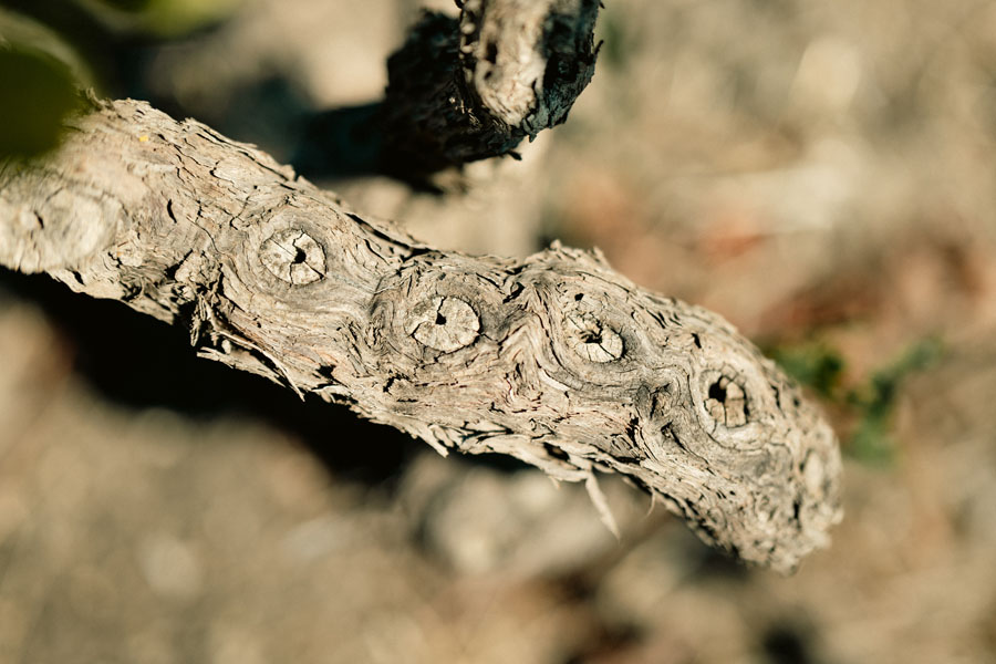 primitivo attanasio - vite