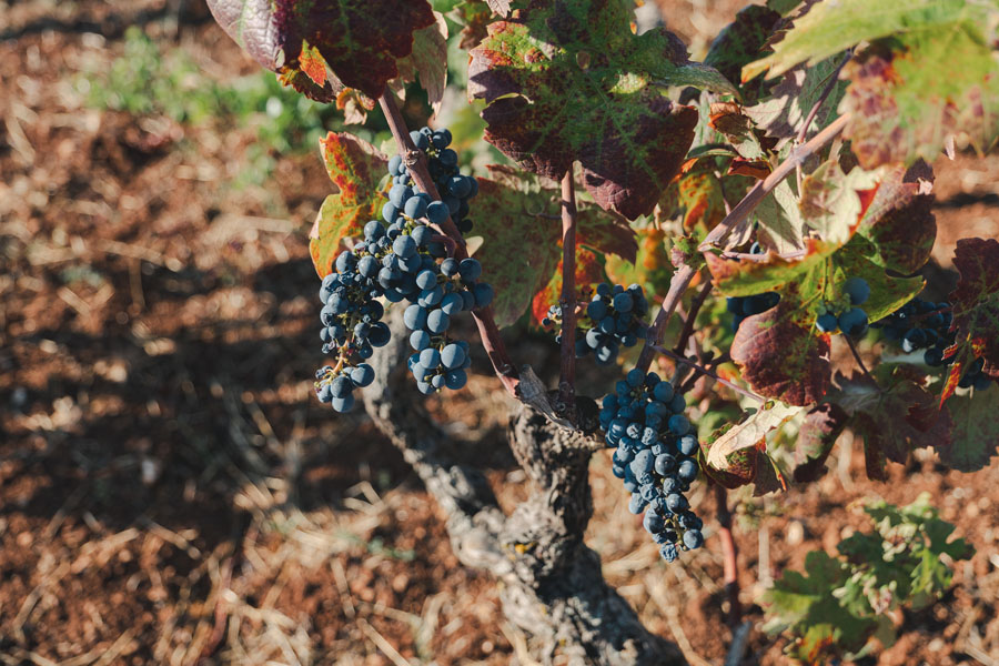 primitivo attanasio - uva 7