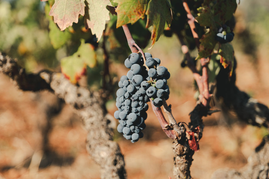 primitivo attanasio - uva 2