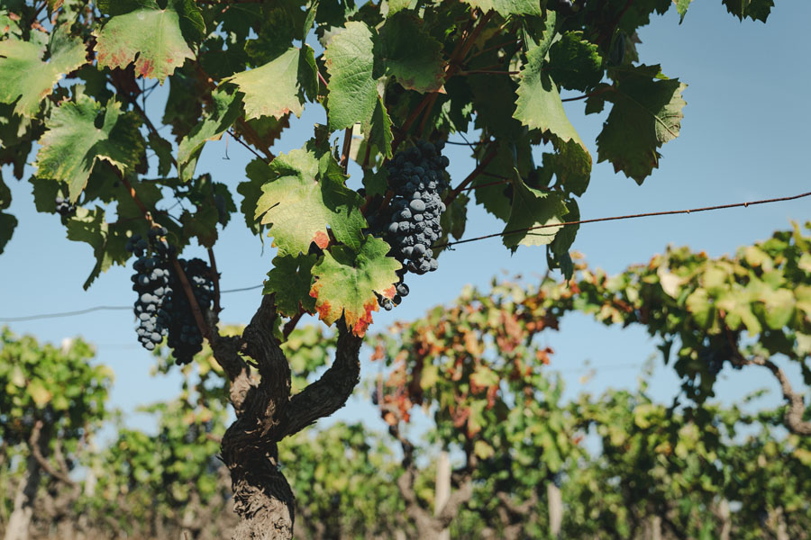 primitivo attanasio - vigneto 3