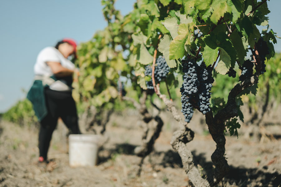 primitivo attanasio - vigneto 2