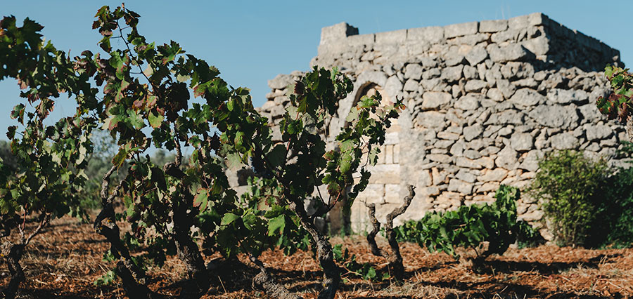 primitivo attanasio - alberelli