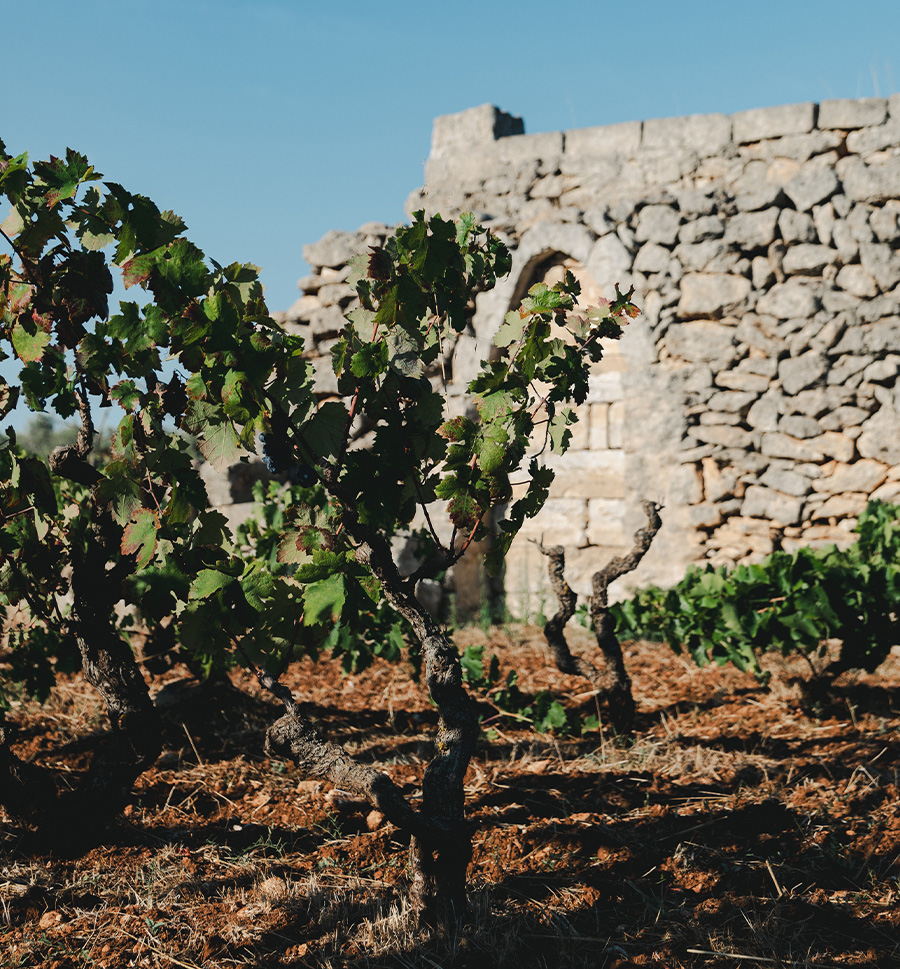 primitivo di manduria - trullo